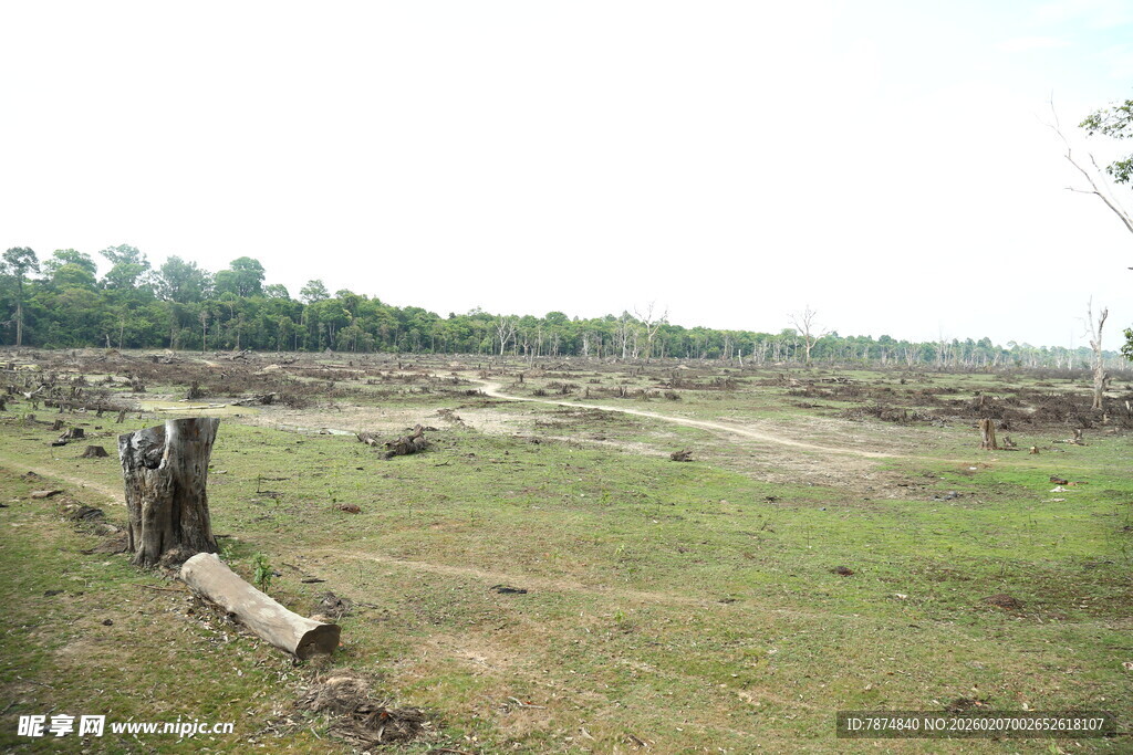 荒废田野中的残旧树桩