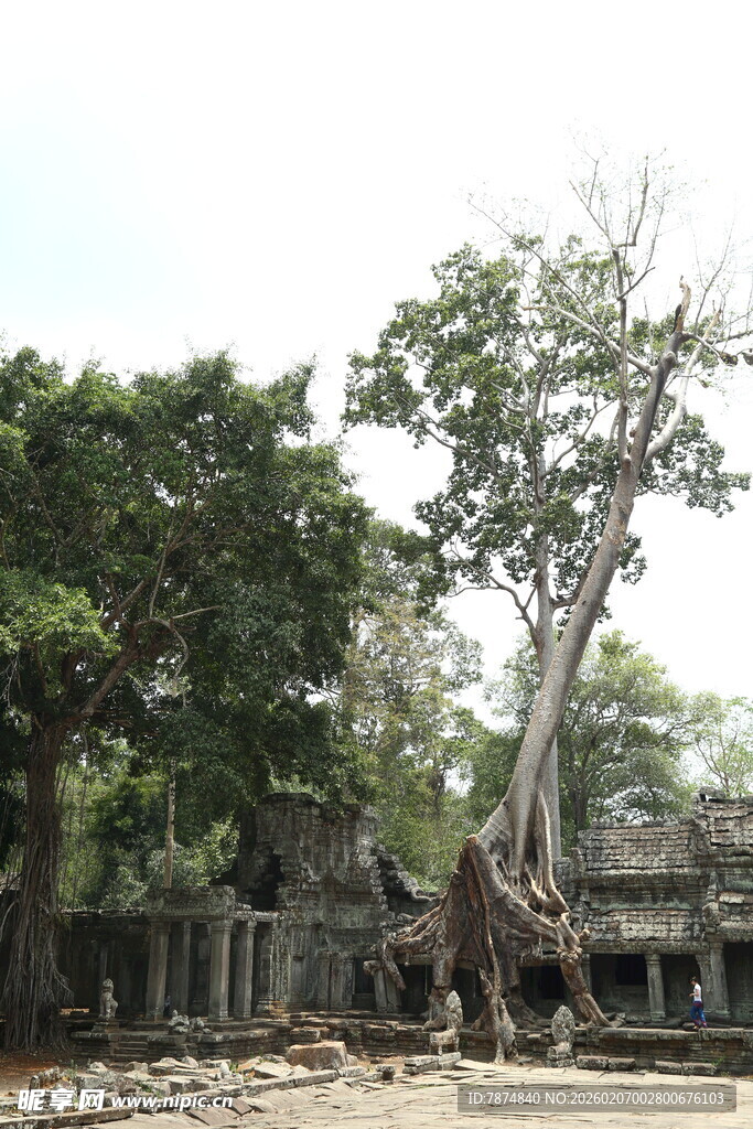 吴哥窟树根缠绕古老建筑