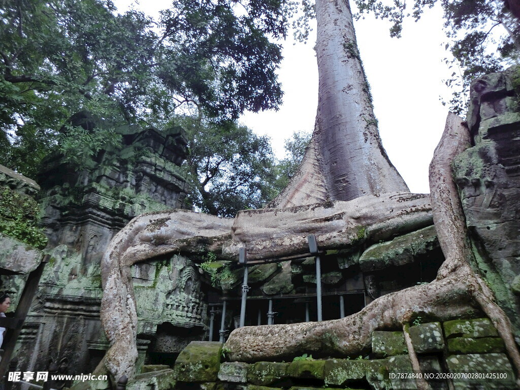 塔布笼寺 古树缠绕的神秘遗迹