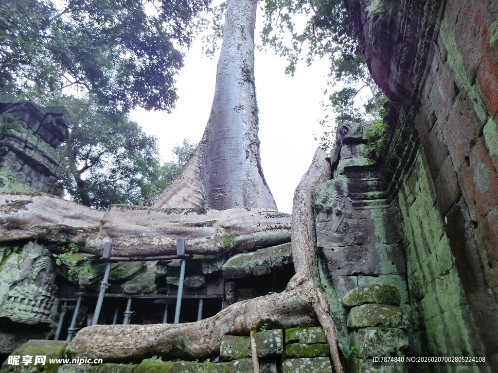 古树下的神秘古老石建筑