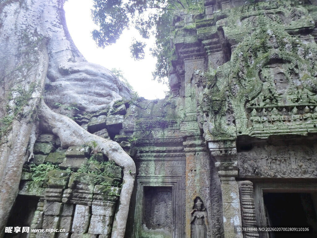 古老寺庙中缠绕的粗壮树根