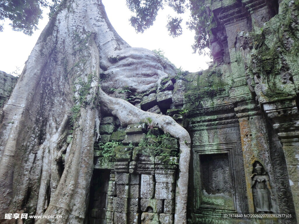 古树下的神秘古老建筑遗迹