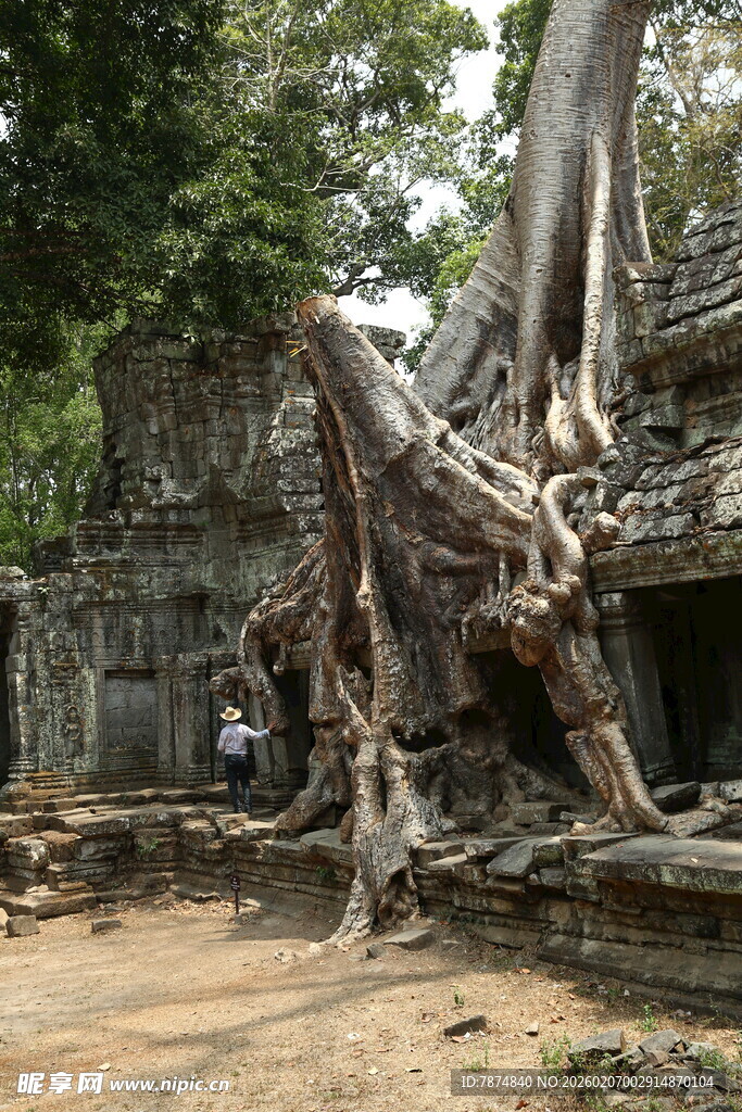 古树盘绕古老寺庙遗迹