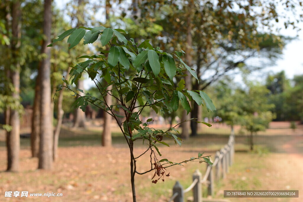 林间小树 自然清新景致