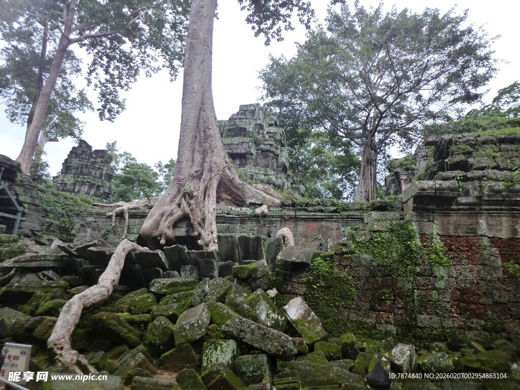 塔普伦寺树根盘绕古老建筑