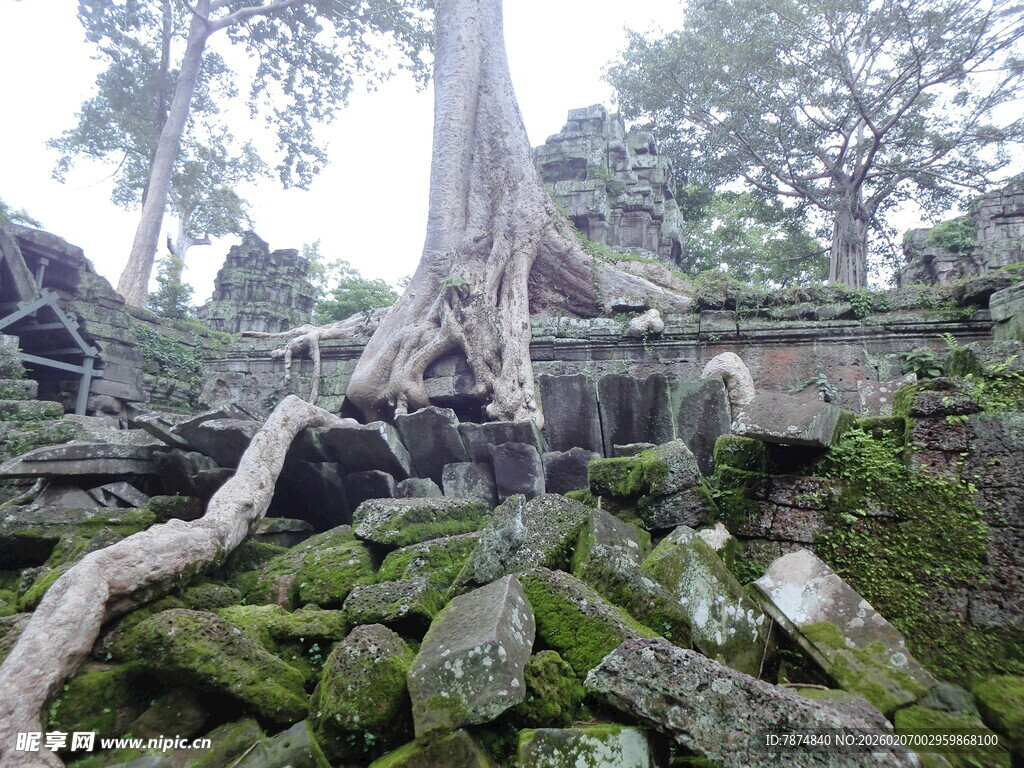 古老树根缠绕的石砌遗迹