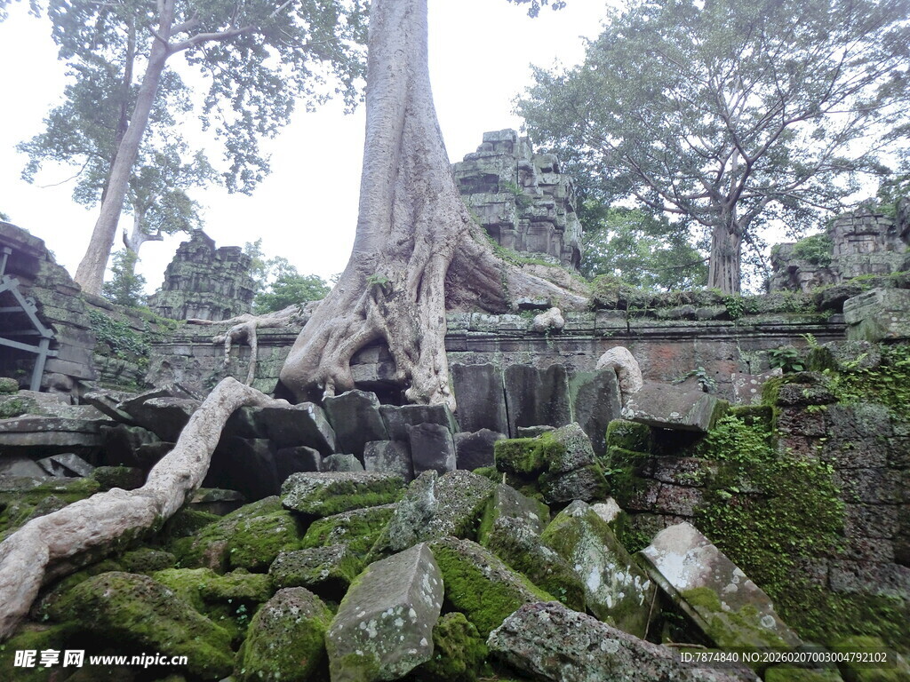古老树根缠绕的神秘遗迹