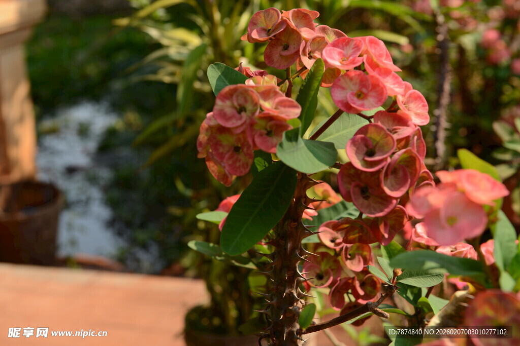 娇艳盛开的粉红色花卉