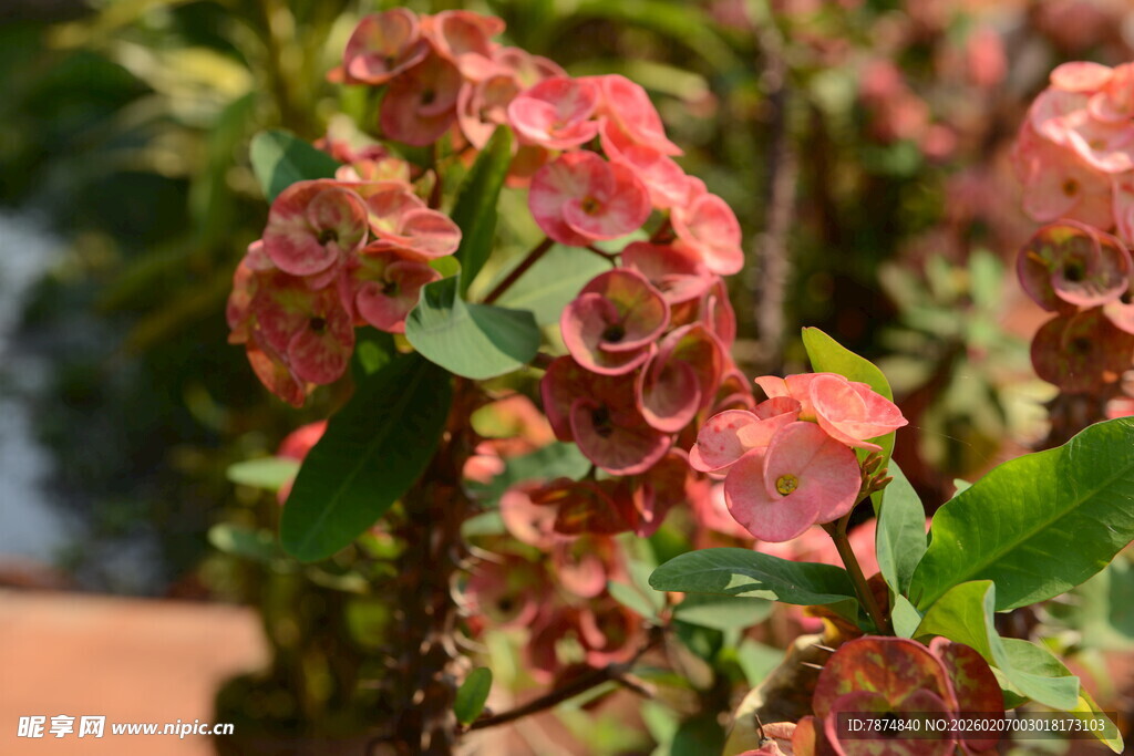 娇艳多彩虎刺梅绽放