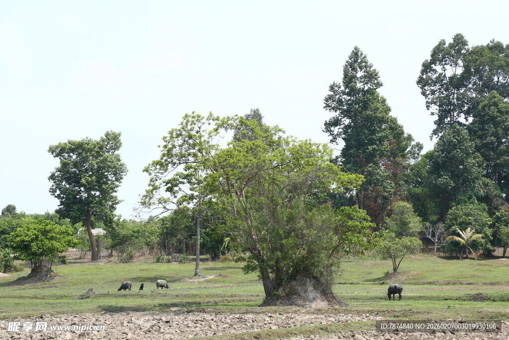乡村绿野中的树木与草地