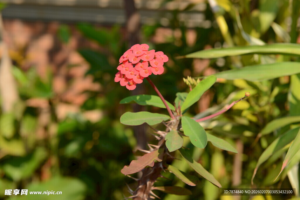 娇艳小红花绽放绿叶间
