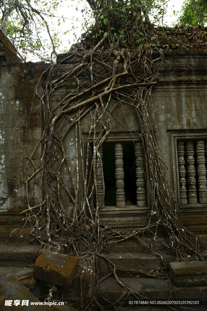 古老废墟被藤蔓缠绕的景象