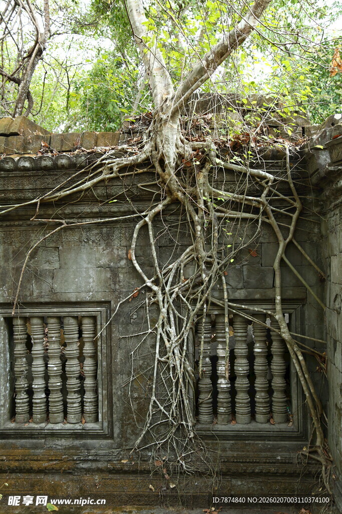 古墙缠绕树根的沧桑景象