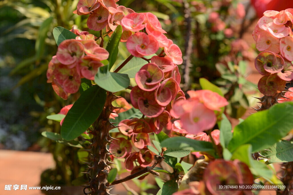 娇艳多彩的花朵绽放