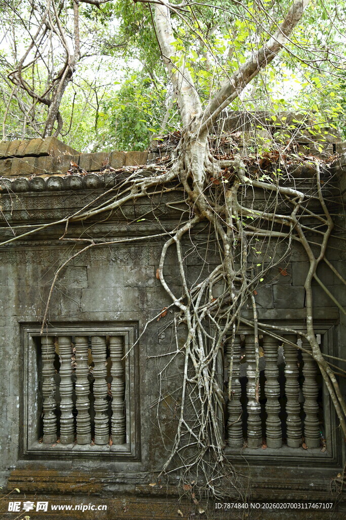 古墙藤蔓缠绕的岁月痕迹