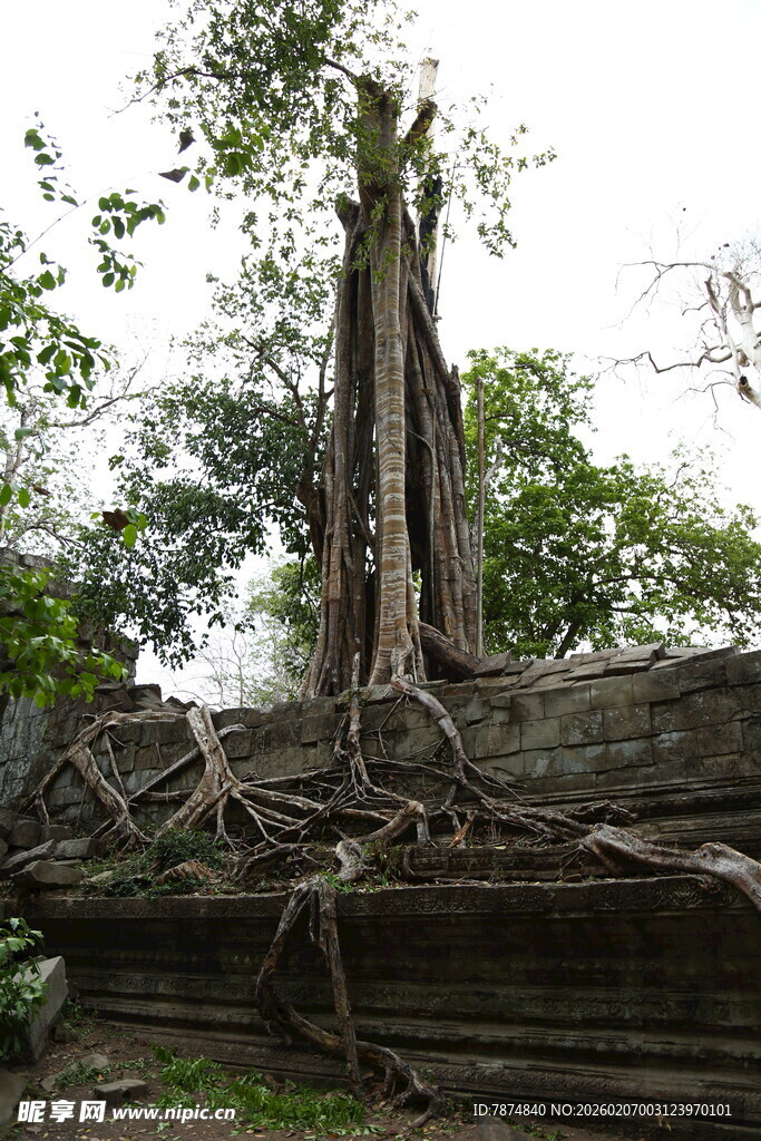 古树根盘绕古老石建筑