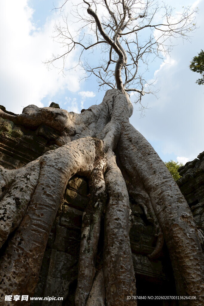古树根盘绕古老石建筑