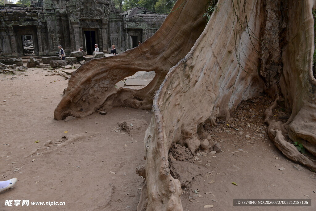 古树下的古老遗迹
