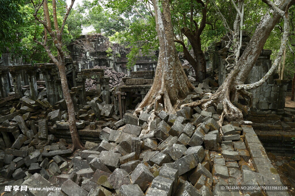 古树下缠绕的古老石堆遗迹