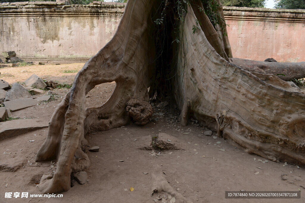 盘根错节的古老树根