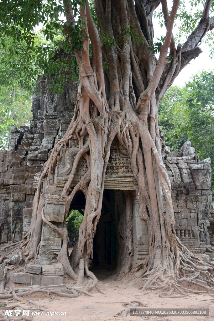 古树下的神秘古老石门