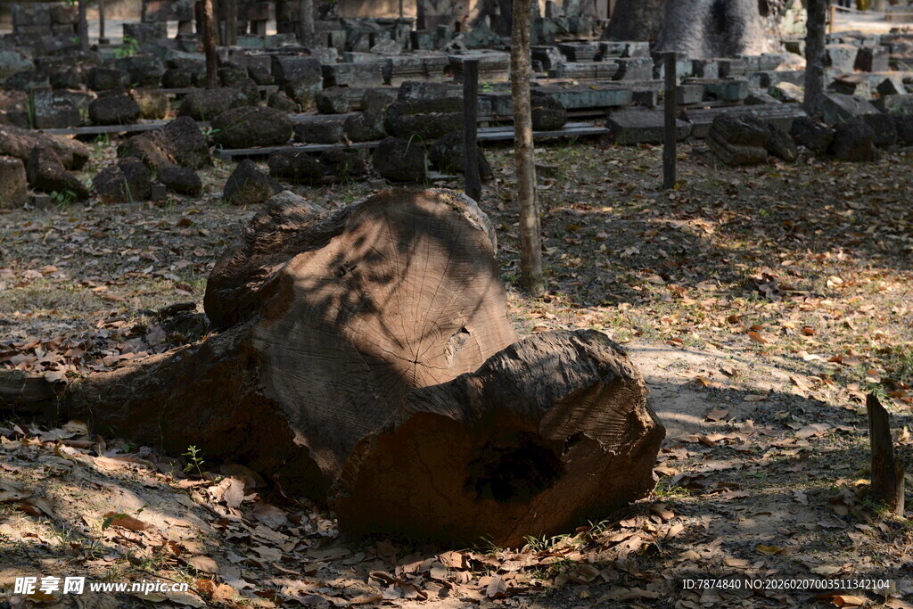 森林中倒下的古老树桩