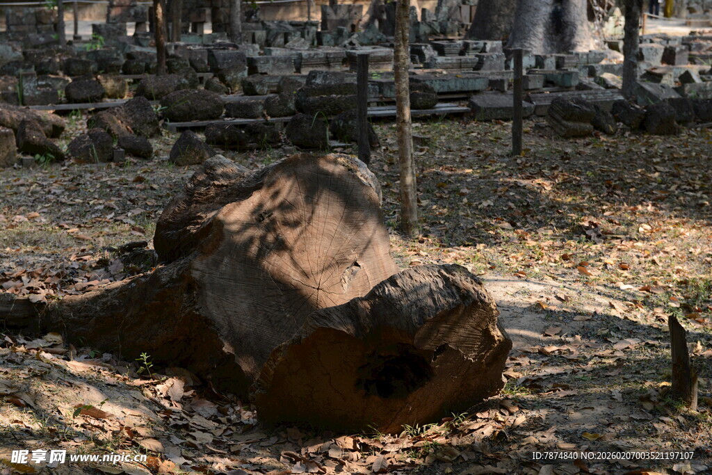 野外倒地的大象尸体