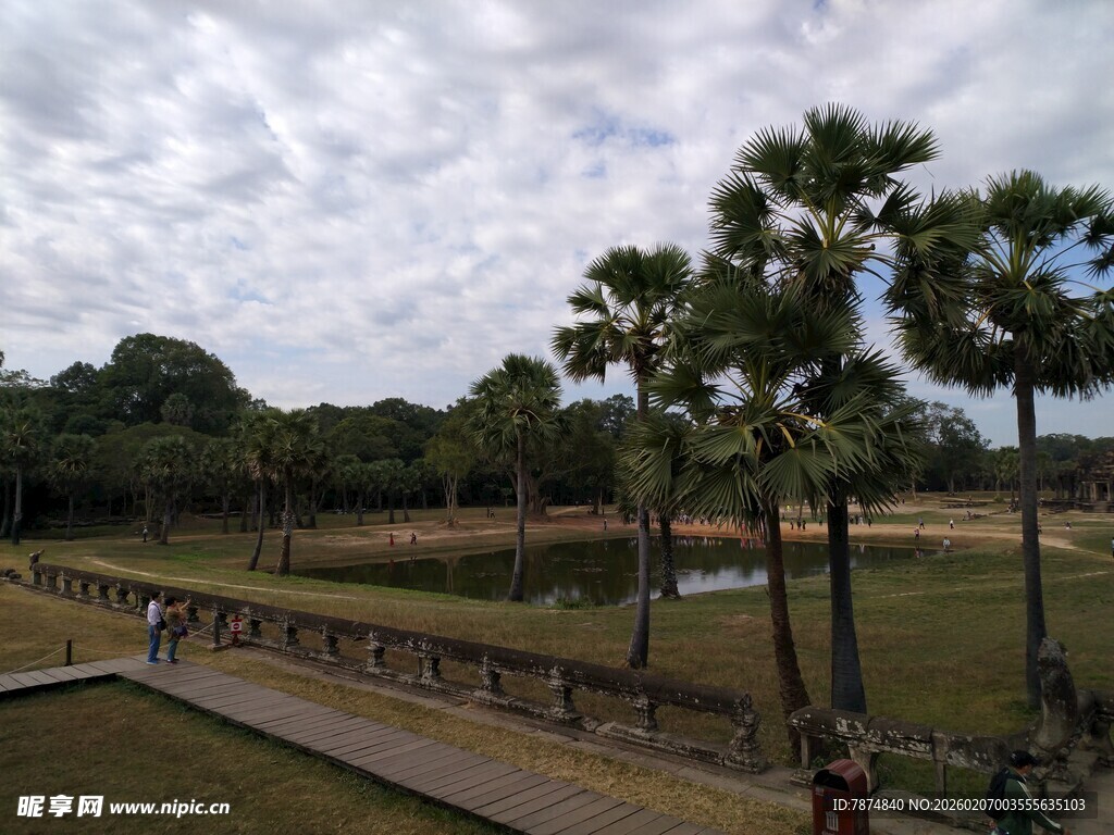 户外田园风光中的棕榈树