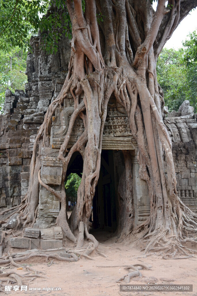 古树下的神秘古老石门