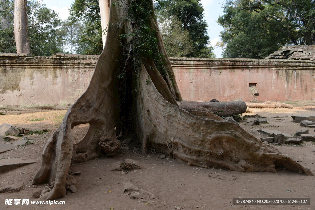 盘根错节的古老树根
