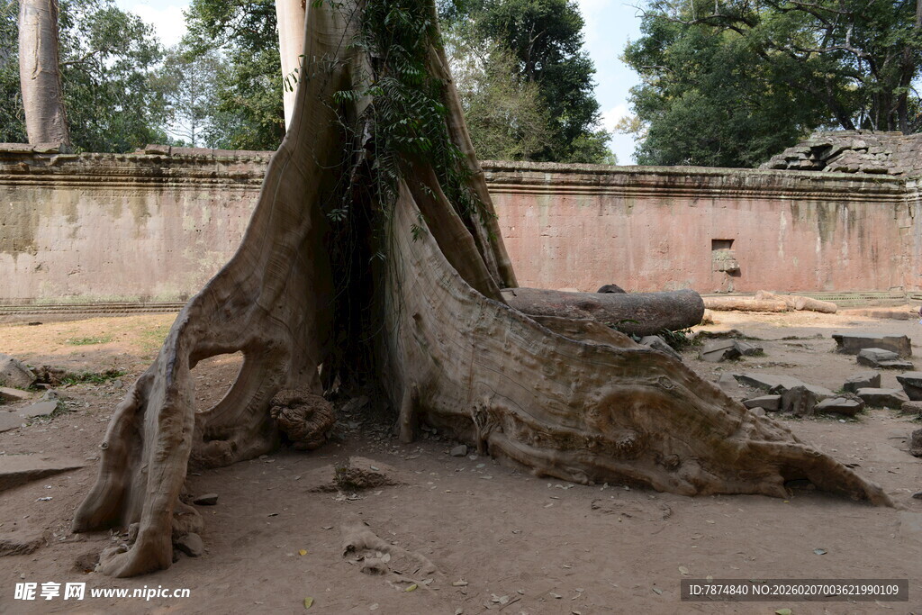 树根穿破地面的自然奇观