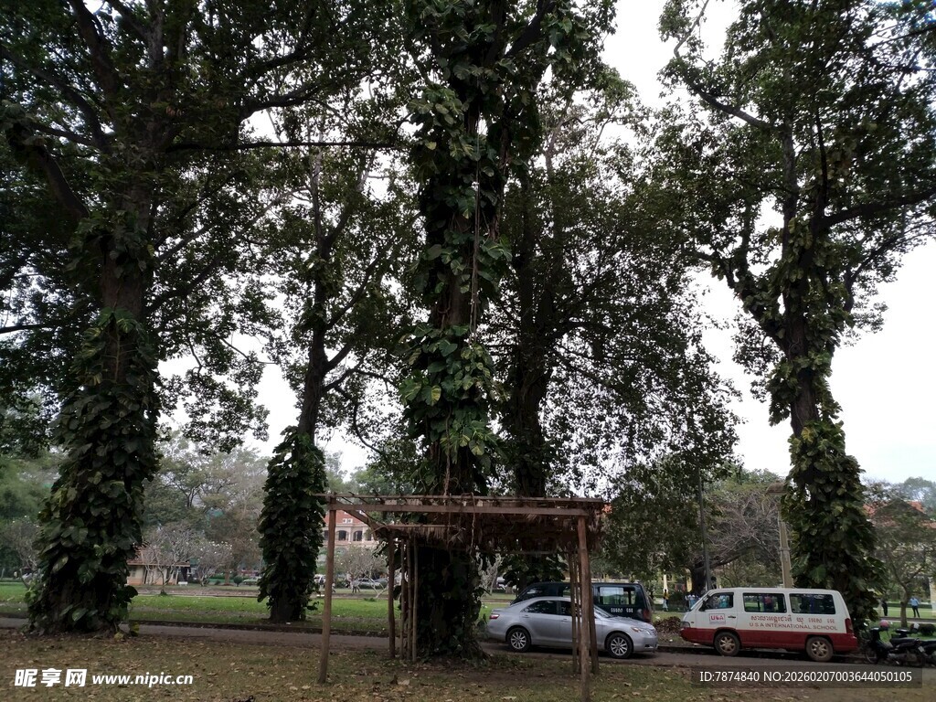 林间停车处 繁茂树木环绕