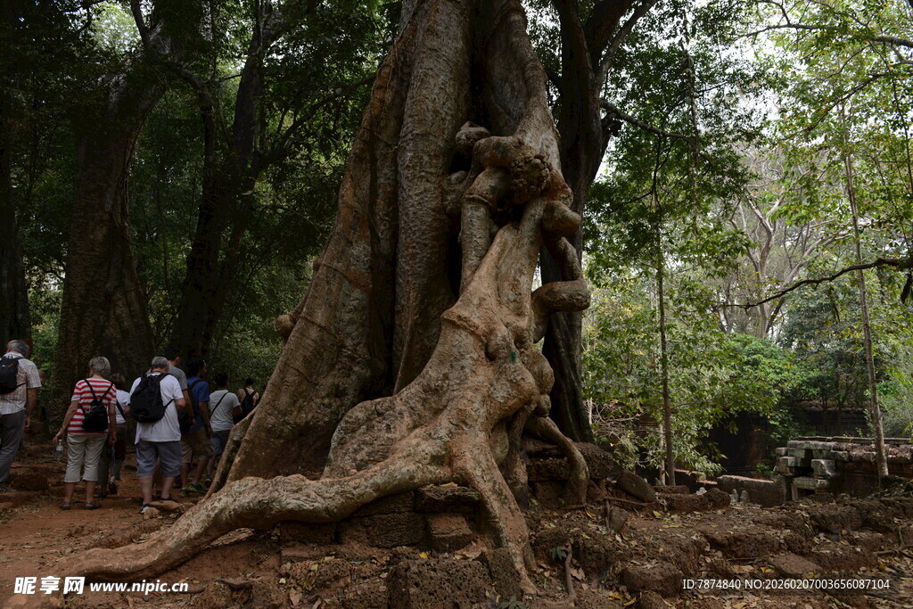 巨大古树旁的游客观赏景象