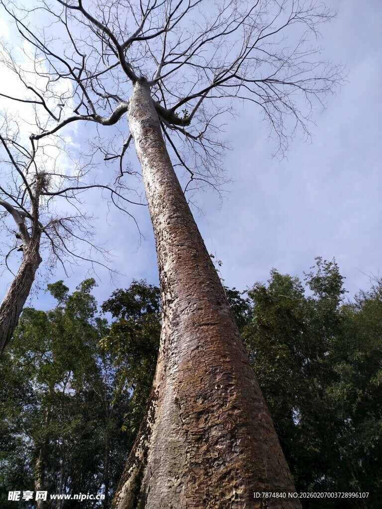 高耸入云的粗壮树干