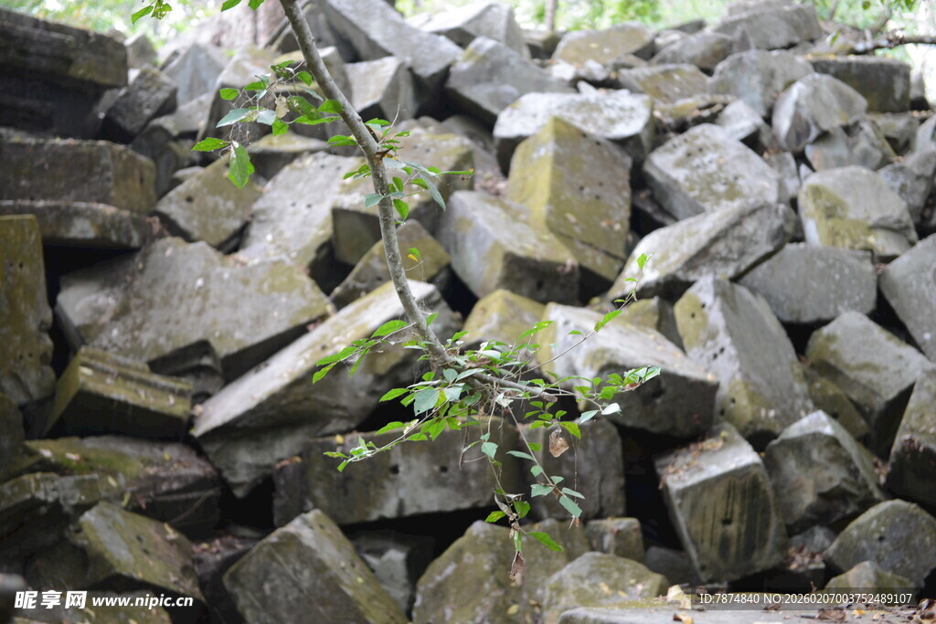 石堆中的绿意生机