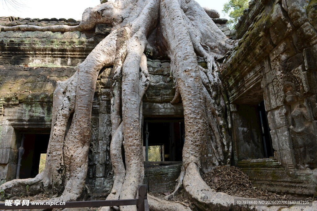古庙宇中盘根错节的巨树