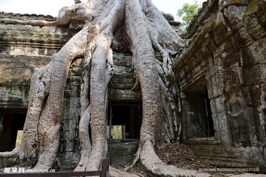 古庙宇中盘根错节的巨树