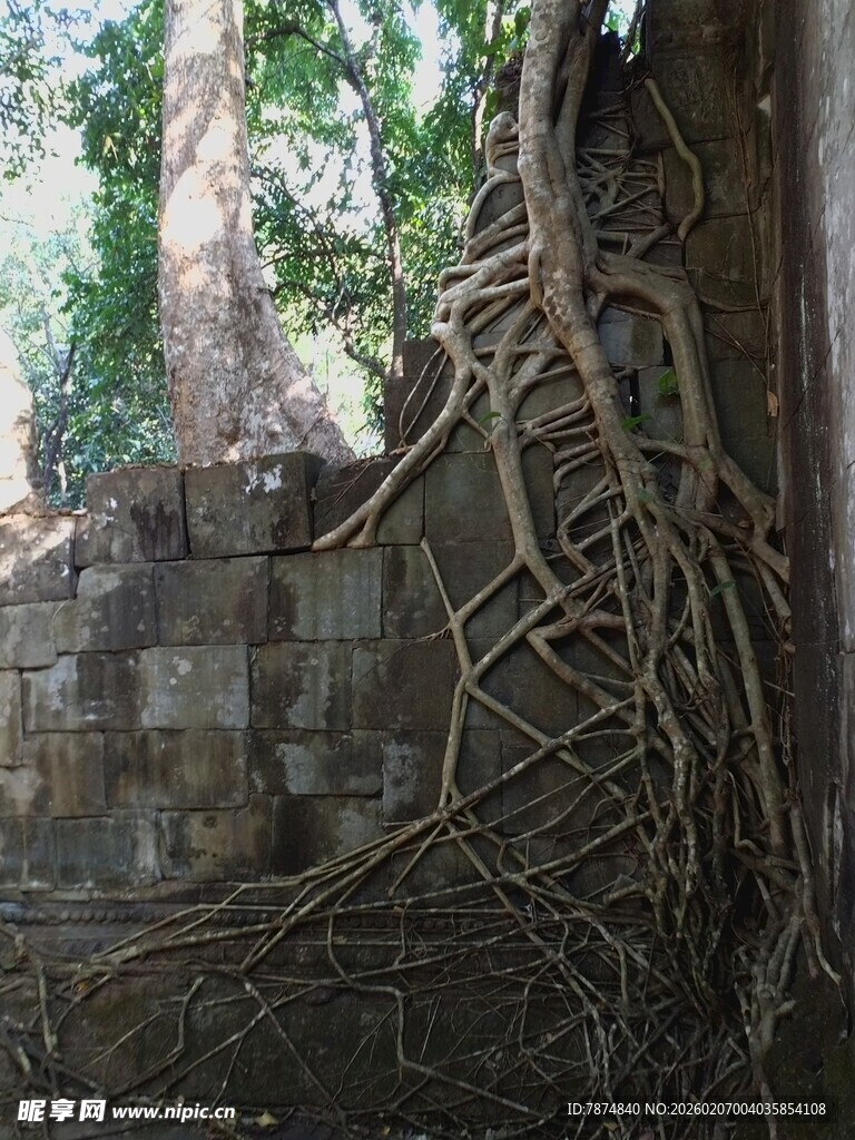 树根缠绕古老砖墙景象