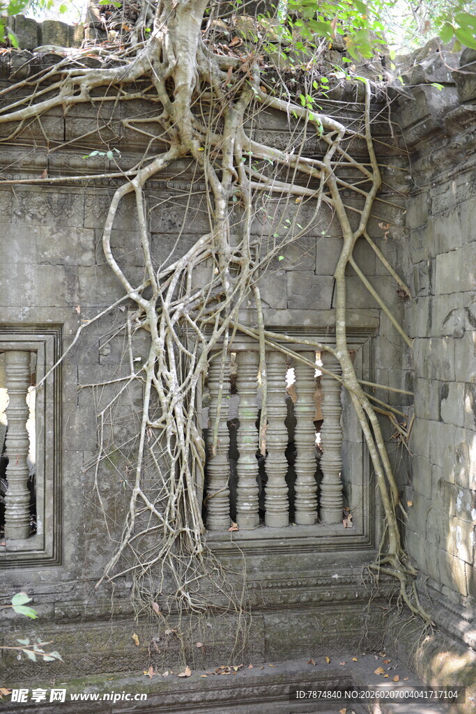 古老石墙缠绕繁茂藤蔓