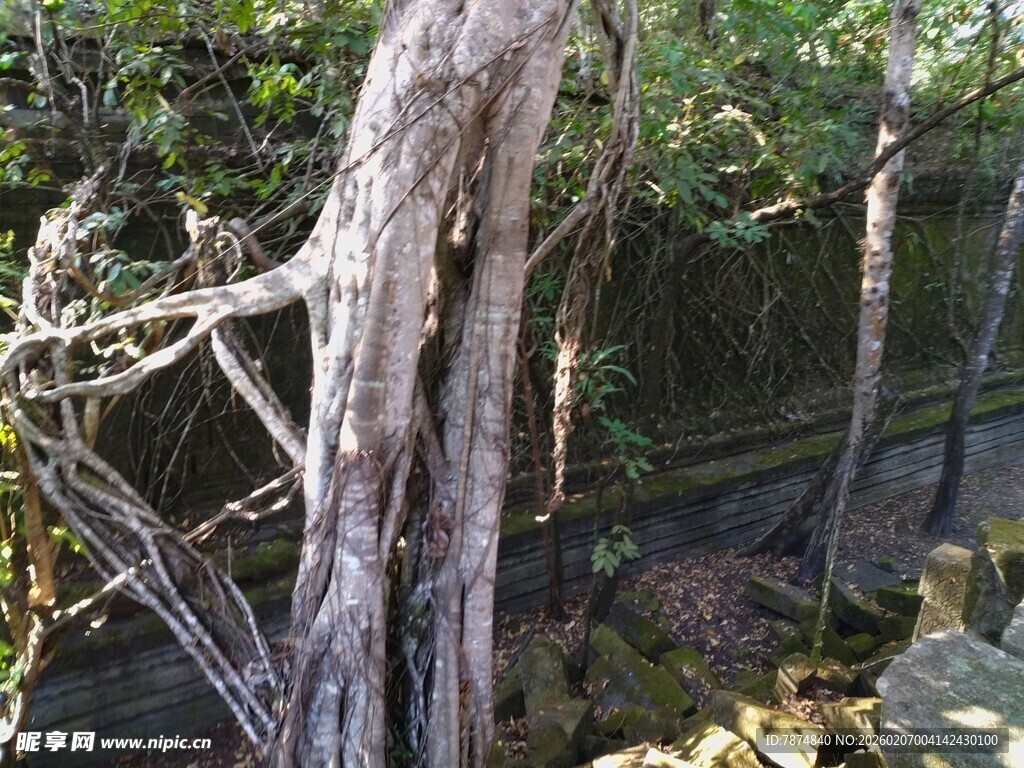 古老树林中的粗壮树干