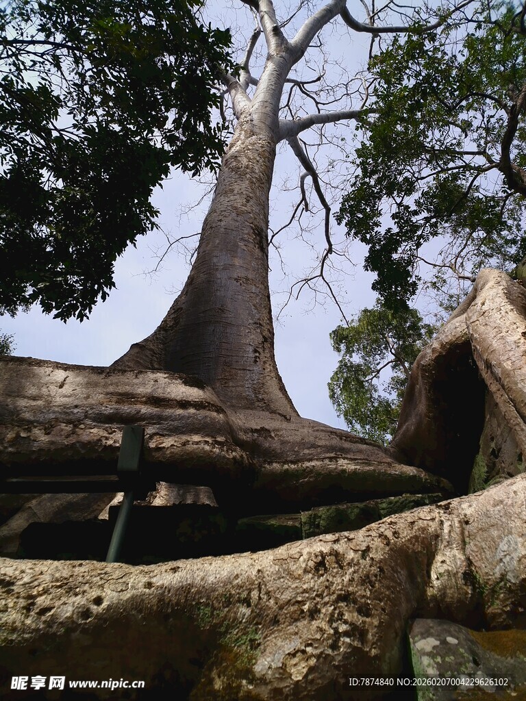 古老大树盘根错节的景象