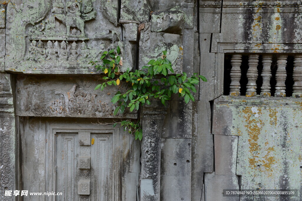古老石墙缝隙中的绿意