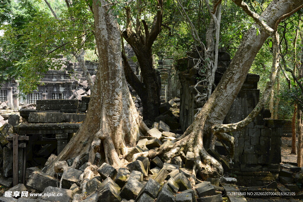古树下的神秘古老建筑遗迹
