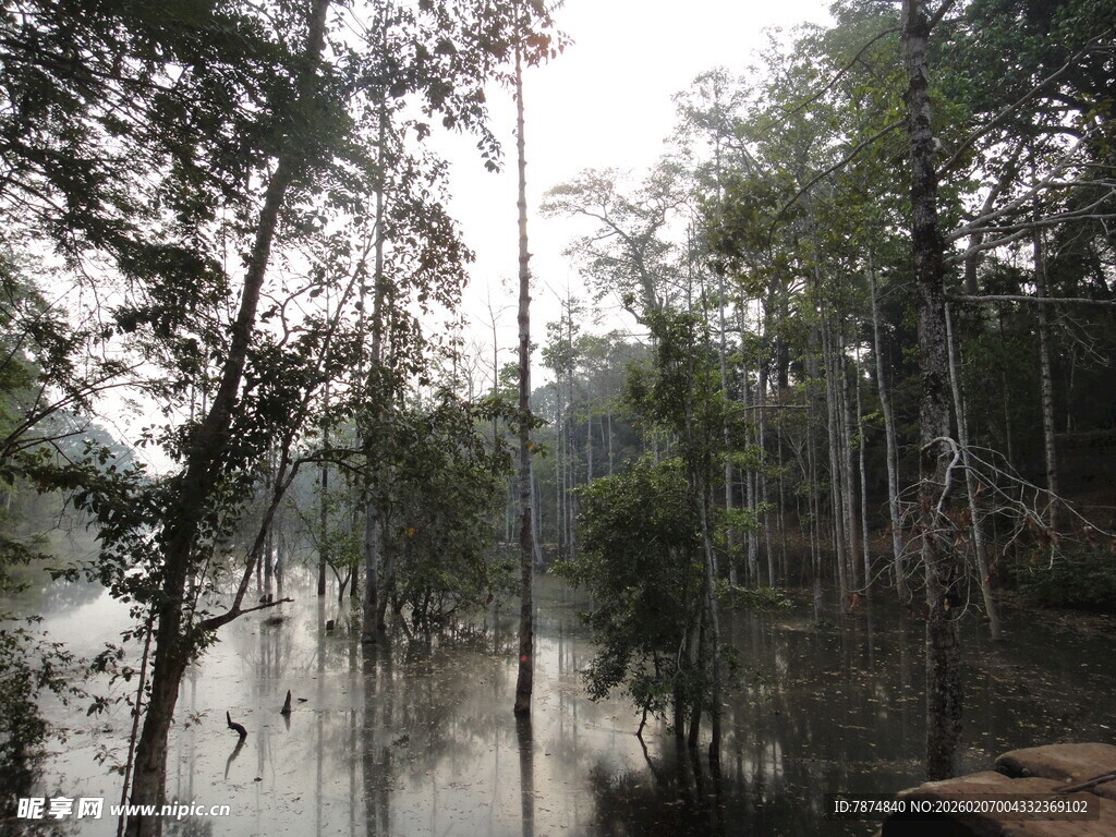 水边树林景观