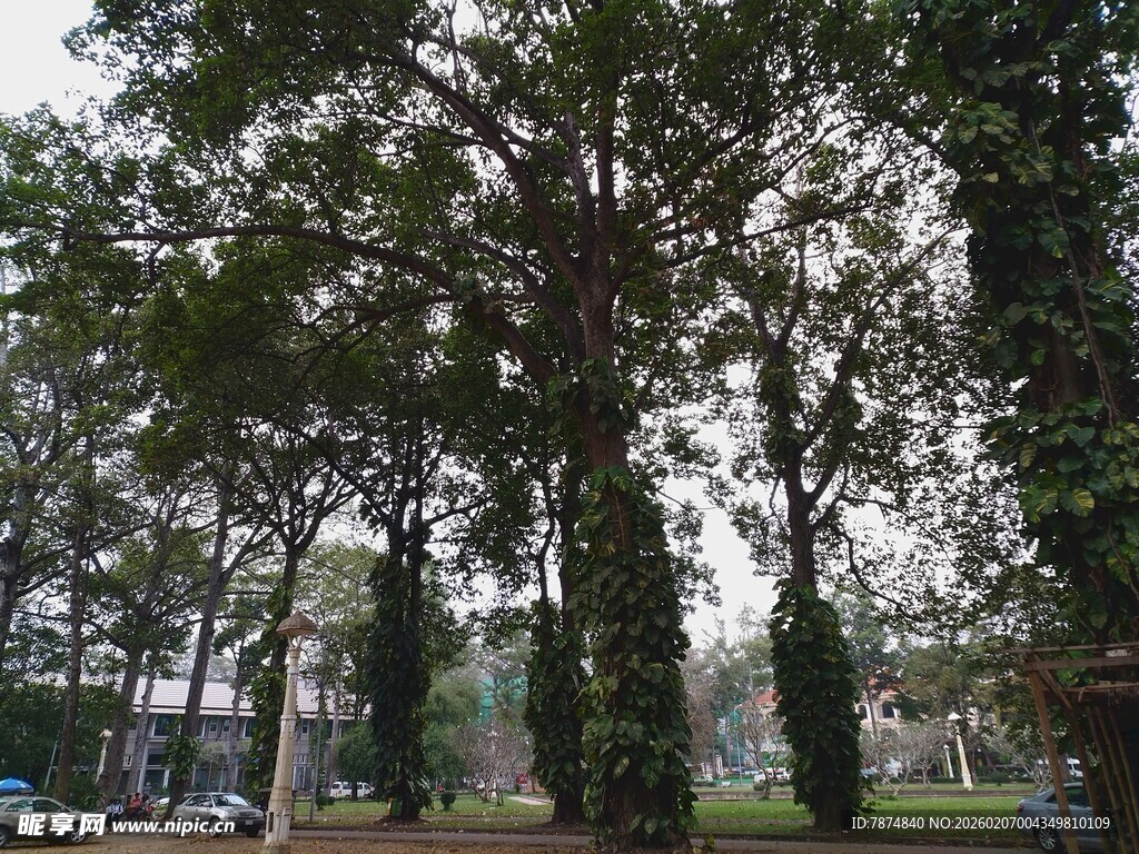 城市中的葱郁树木景观