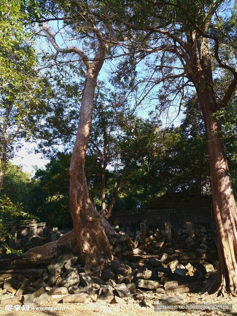 古老树林中的粗壮树木