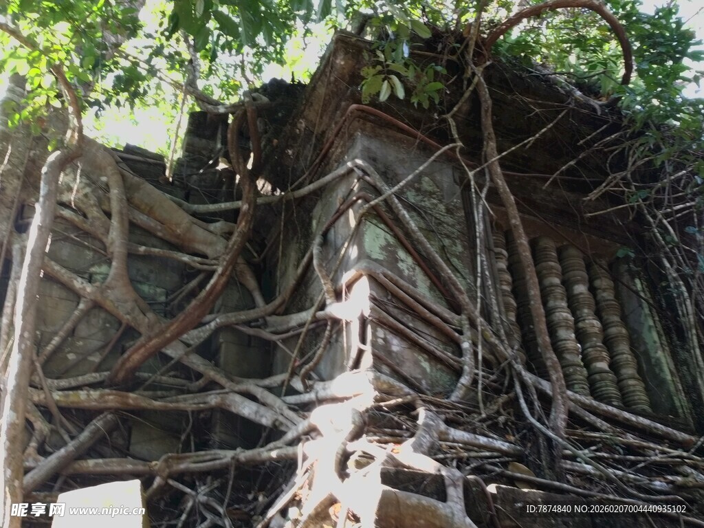 树根缠绕古老石墙景象