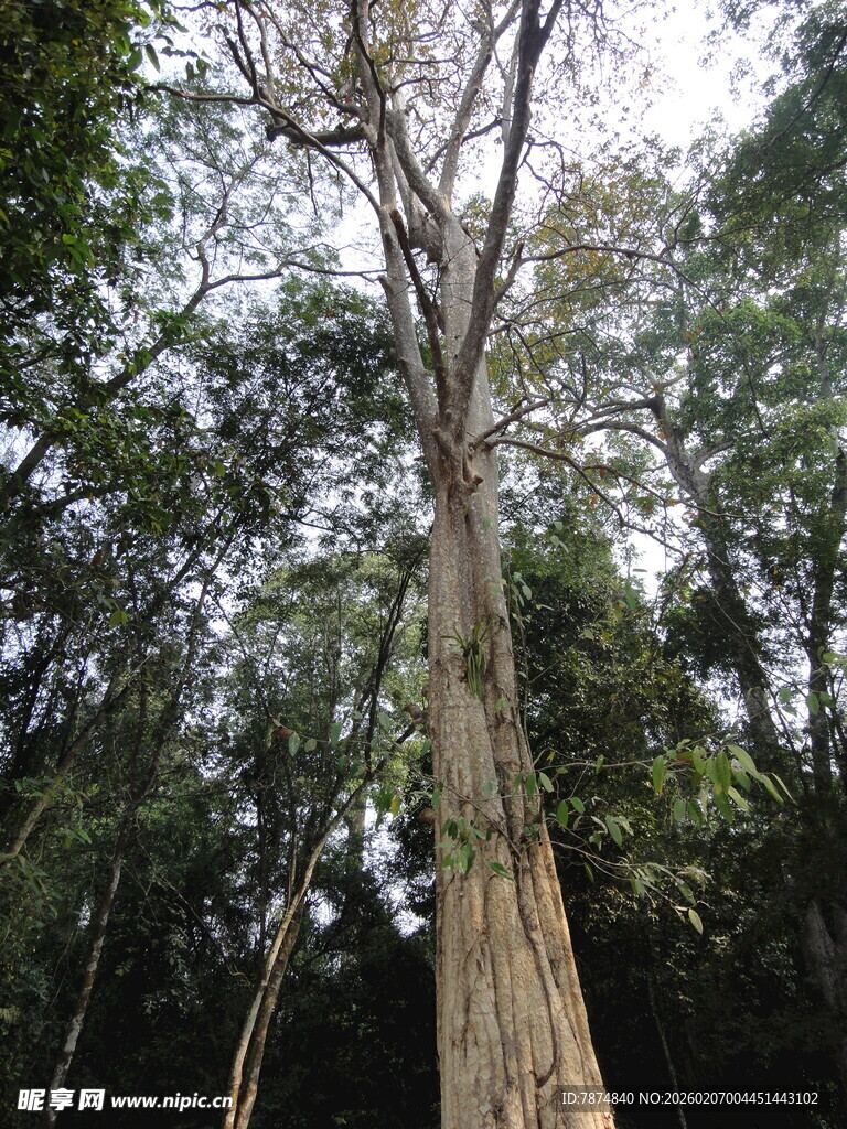 柬埔寨高大挺拔的森林树木