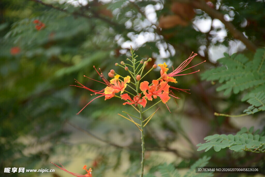 娇艳金凤花绽放绿叶间