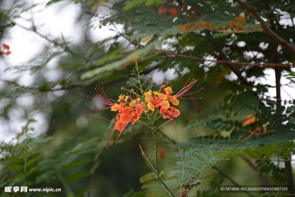 柬埔寨枝头绽放的艳丽橙花